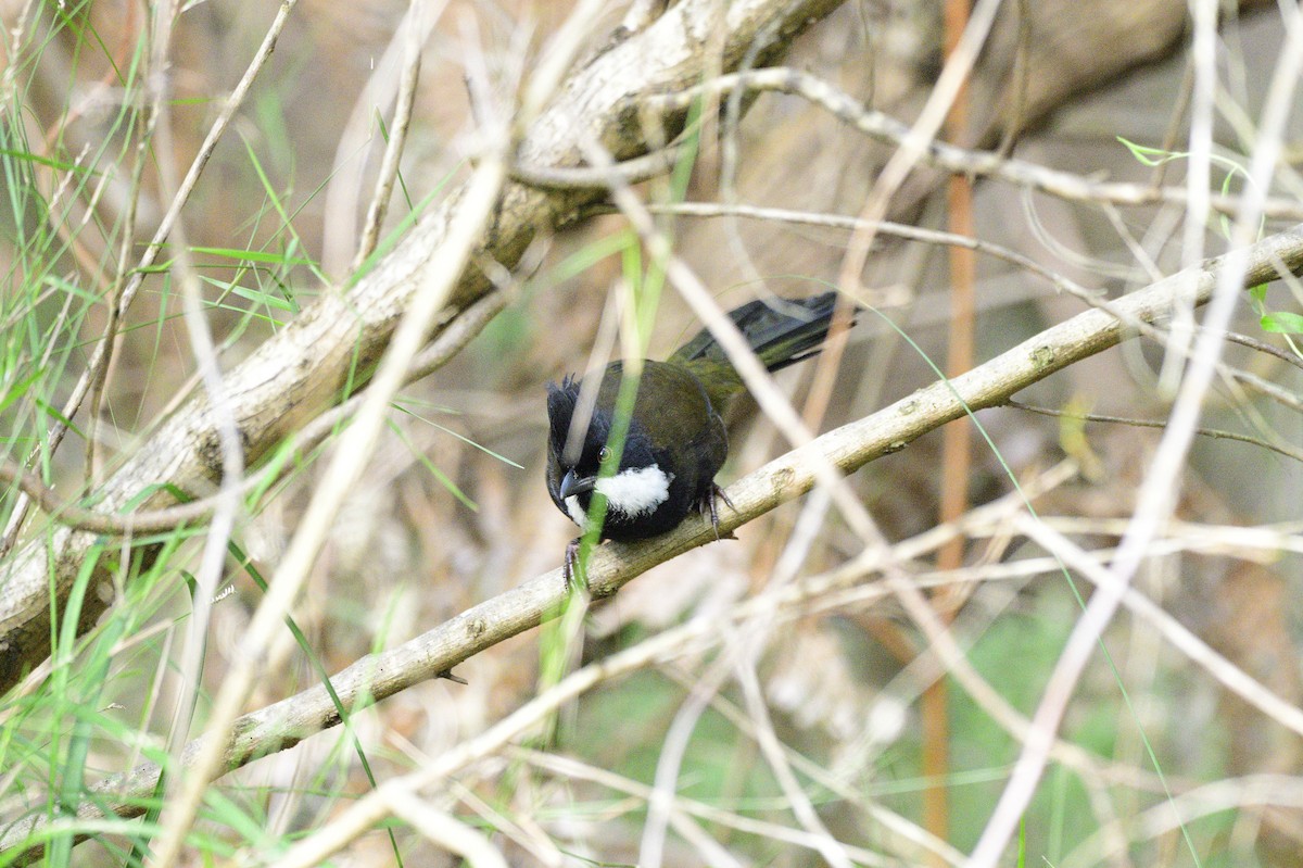 Eastern Whipbird - ML620060331