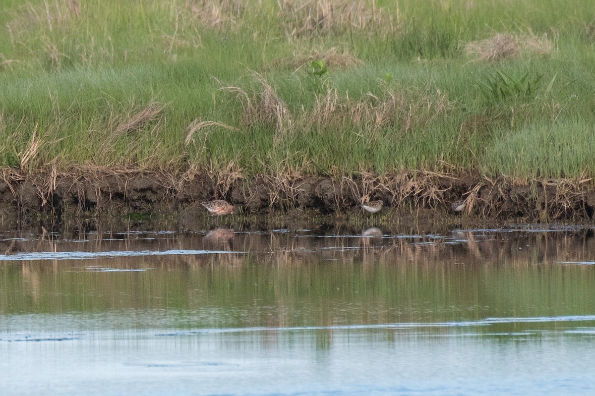 Curlew Sandpiper - ML620060342