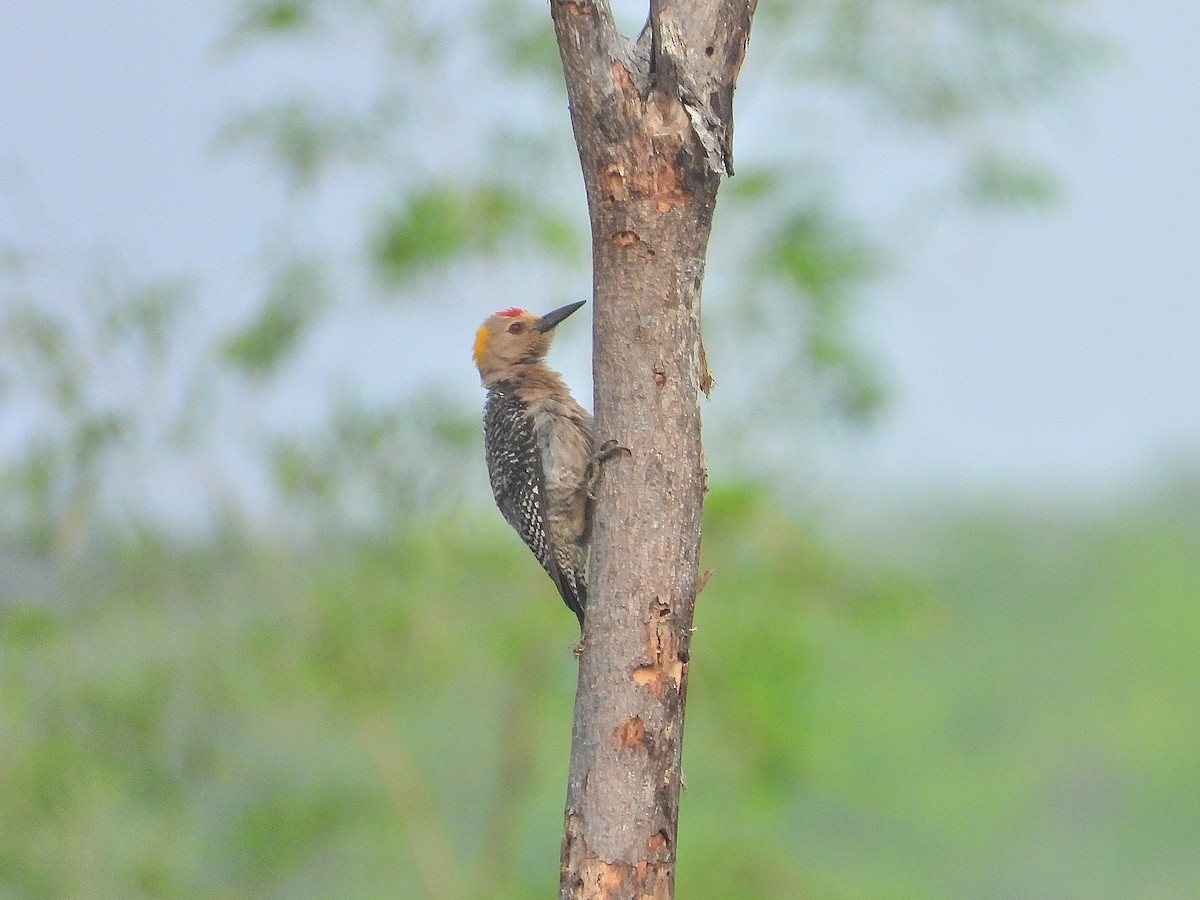 Golden-fronted Woodpecker - ML620060343