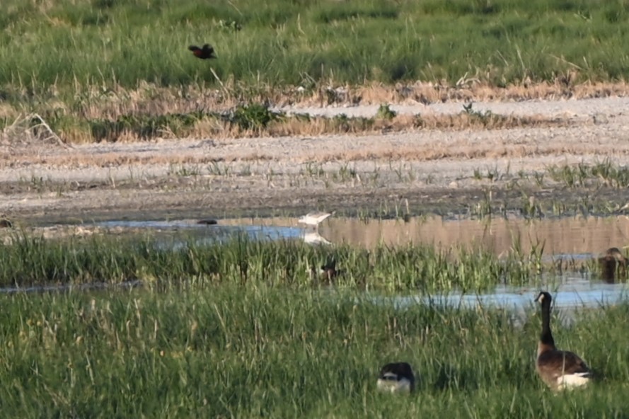 Bonaparte's Gull - ML620060357