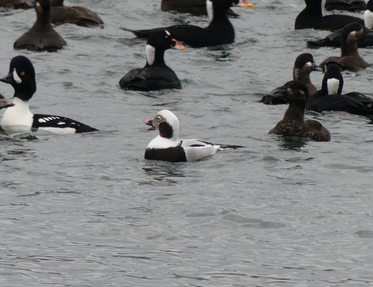 Long-tailed Duck - ML620060371