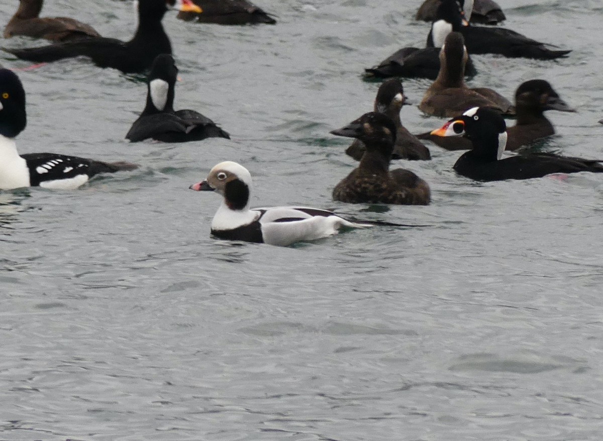 Long-tailed Duck - ML620060372