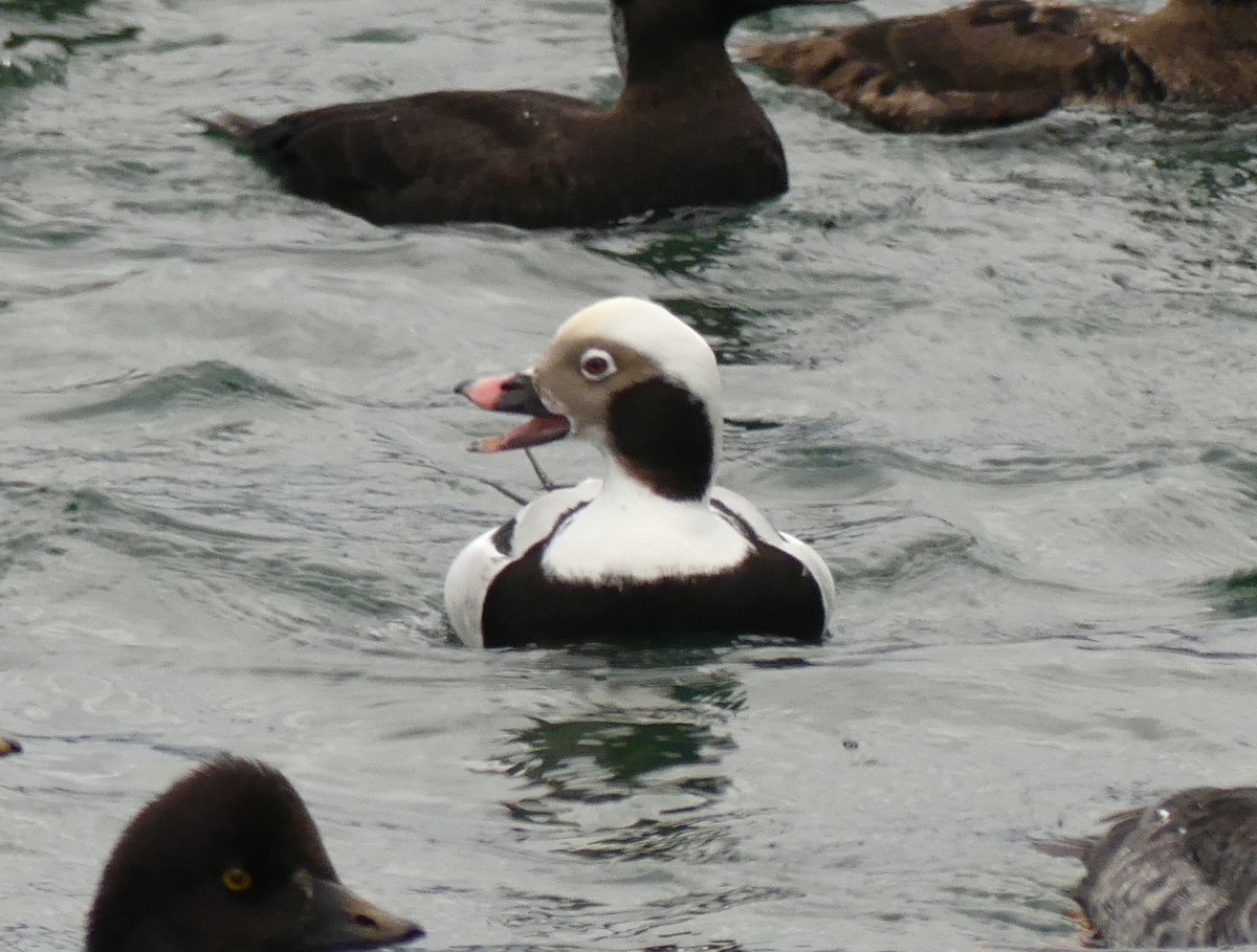 Long-tailed Duck - ML620060373