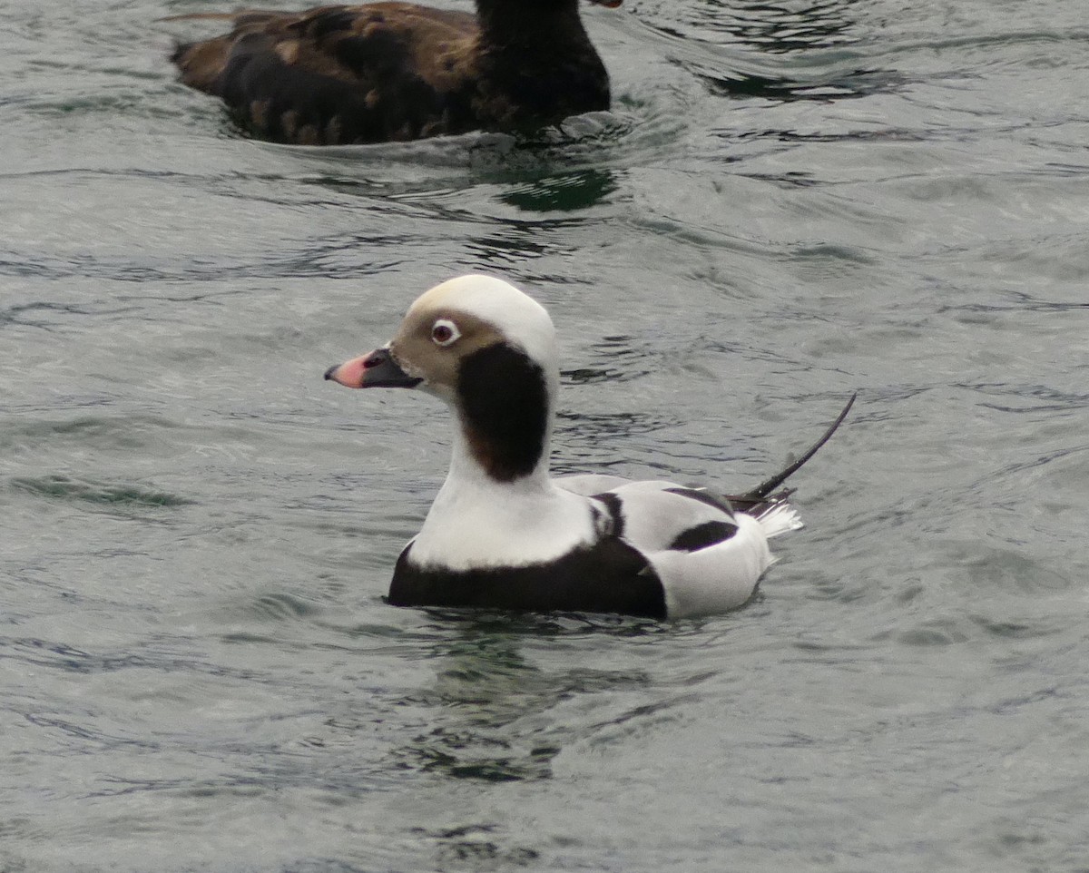 Long-tailed Duck - ML620060375