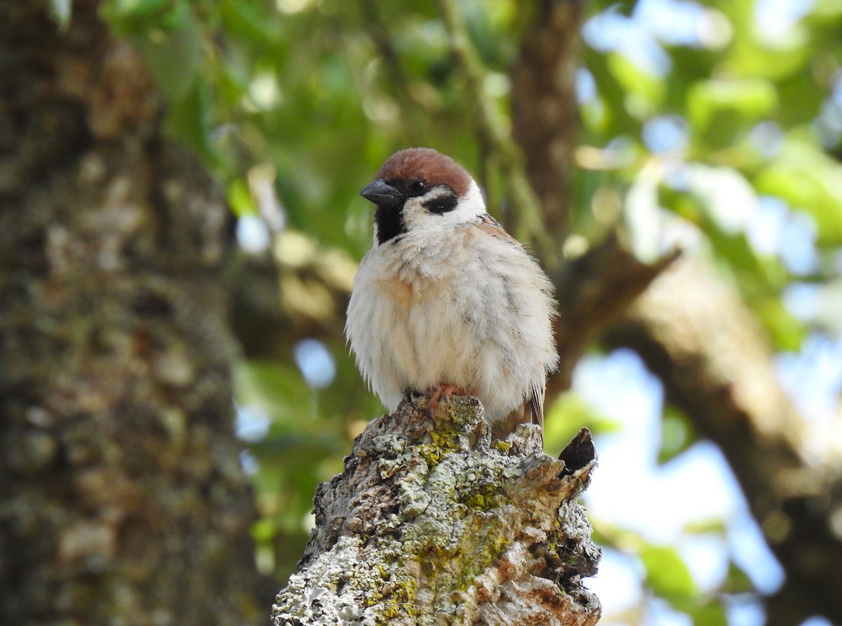 Eurasian Tree Sparrow - ML620060387