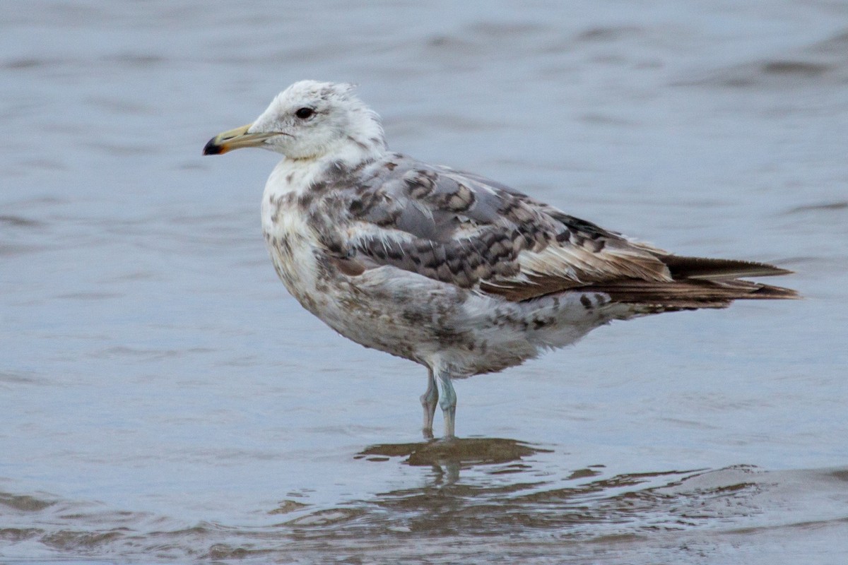 goéland ou mouette sp. - ML620060399