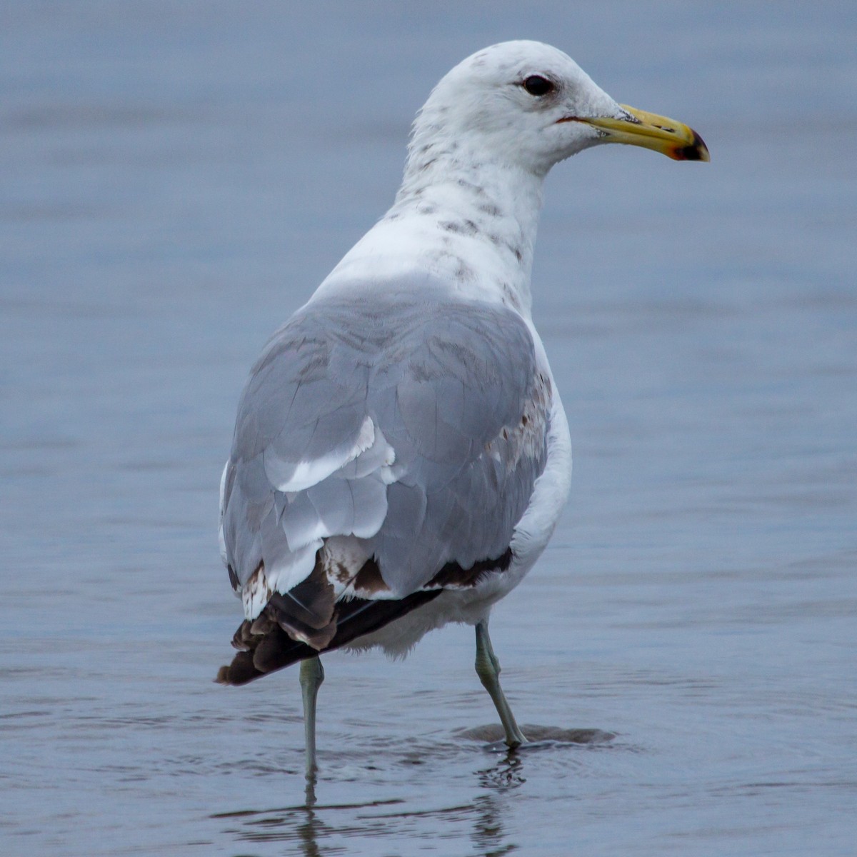 goéland ou mouette sp. - ML620060400