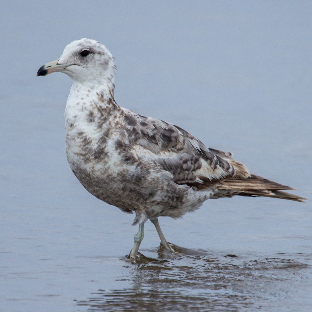 goéland ou mouette sp. - ML620060403