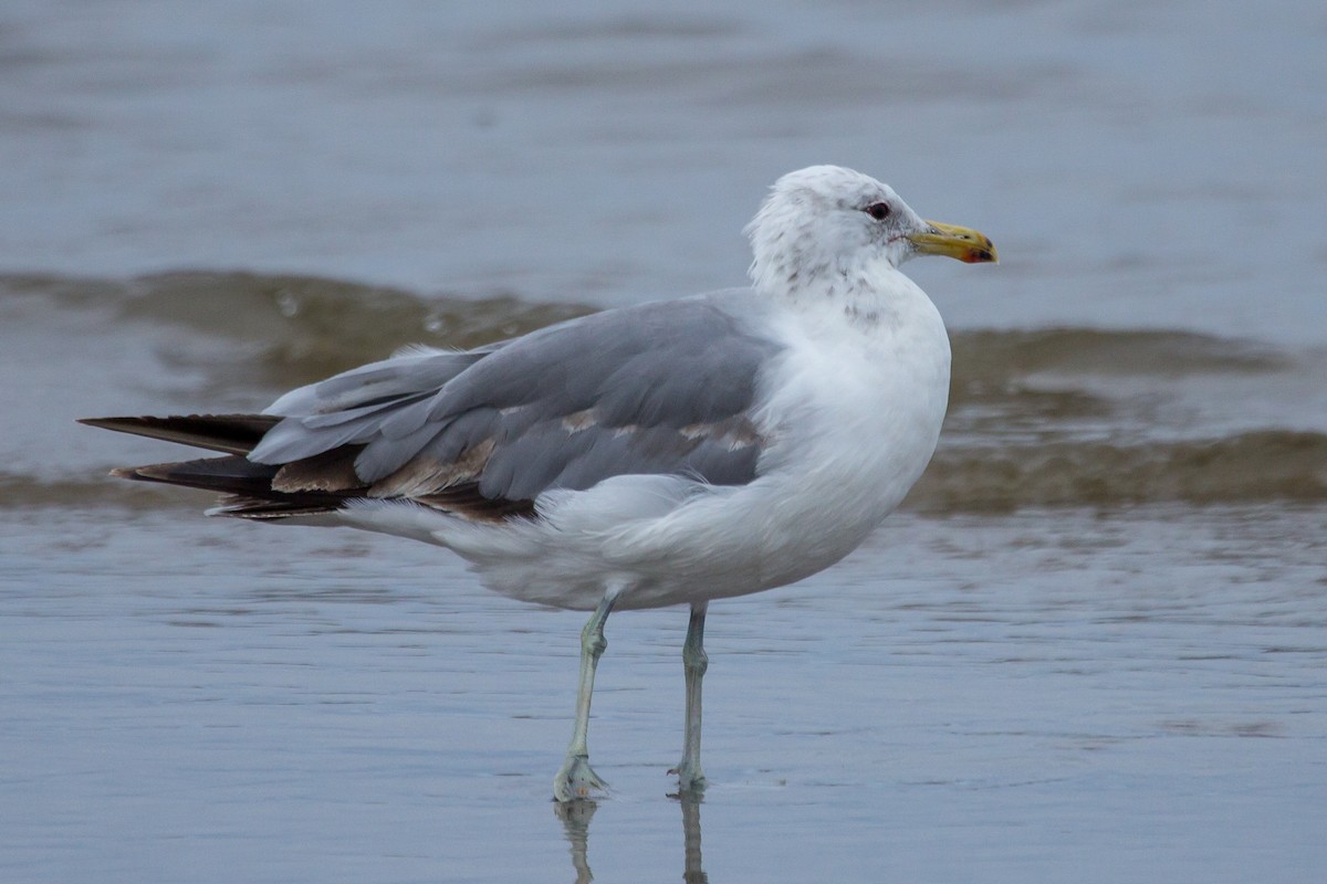 goéland ou mouette sp. - ML620060404