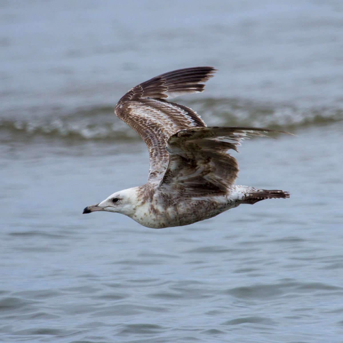 goéland ou mouette sp. - ML620060405