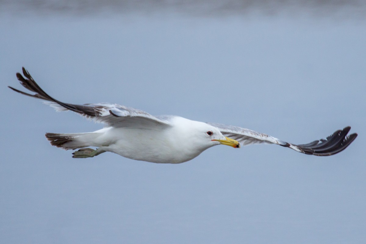 goéland ou mouette sp. - ML620060406