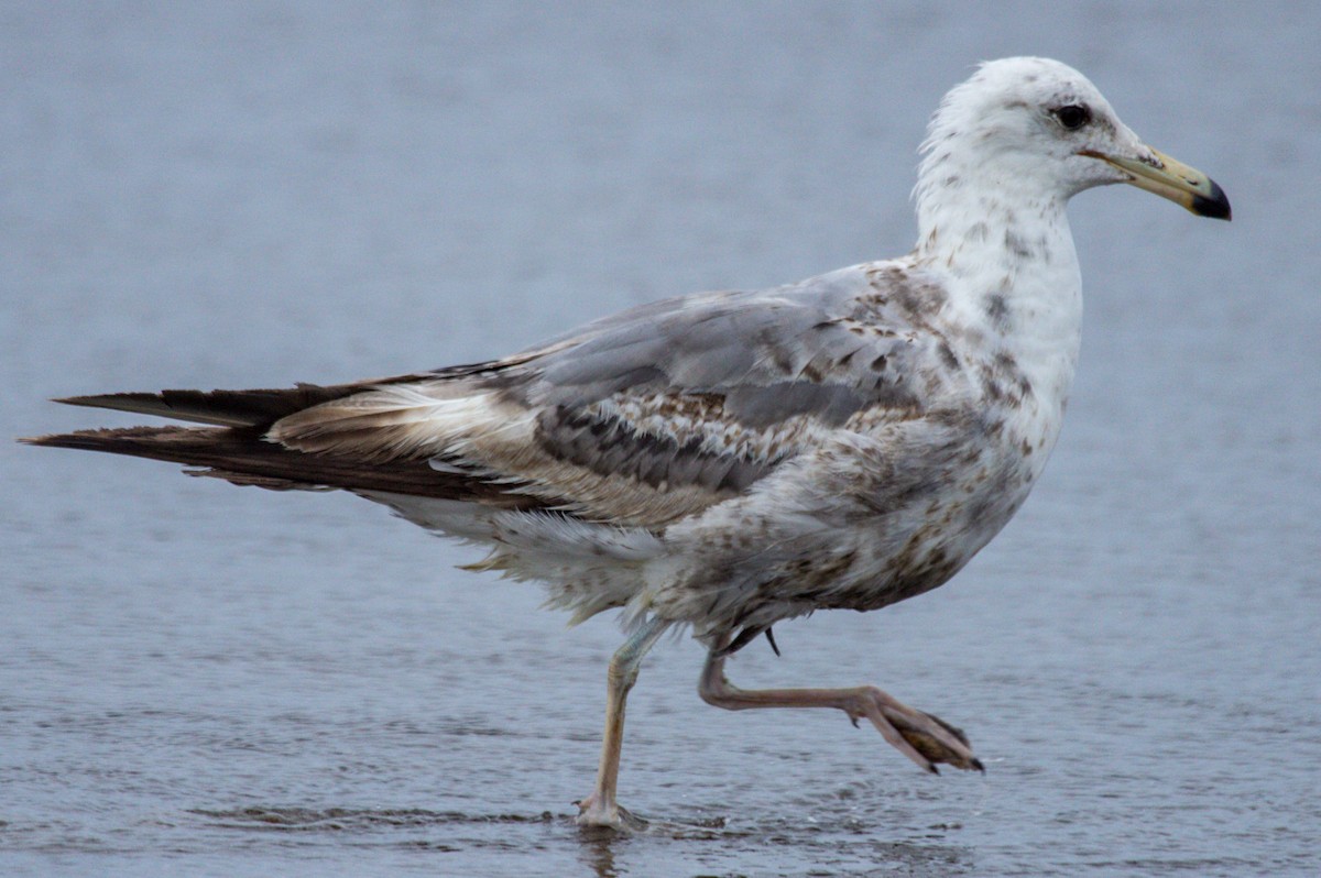 goéland ou mouette sp. - ML620060407