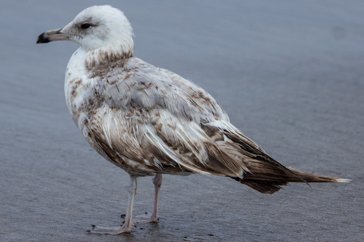 goéland ou mouette sp. - ML620060408