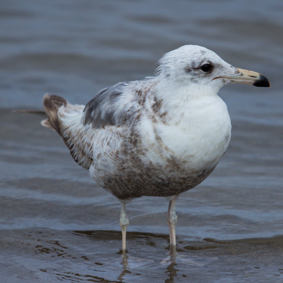 gull sp. - ML620060409