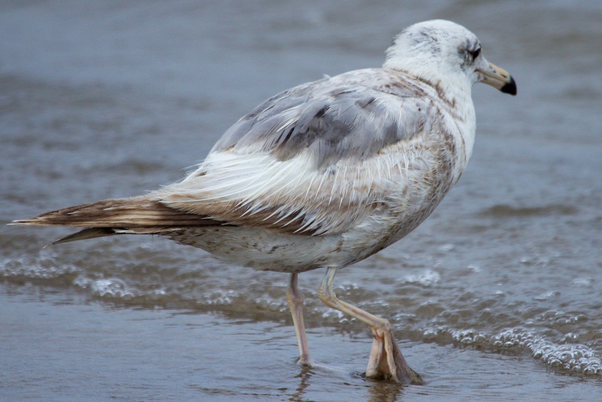 gull sp. - ML620060410