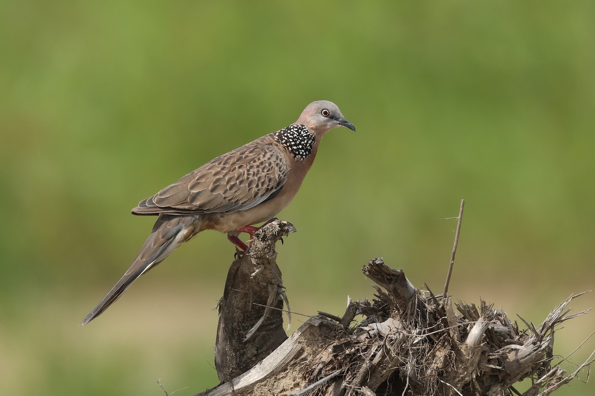 Spotted Dove - ML620060426