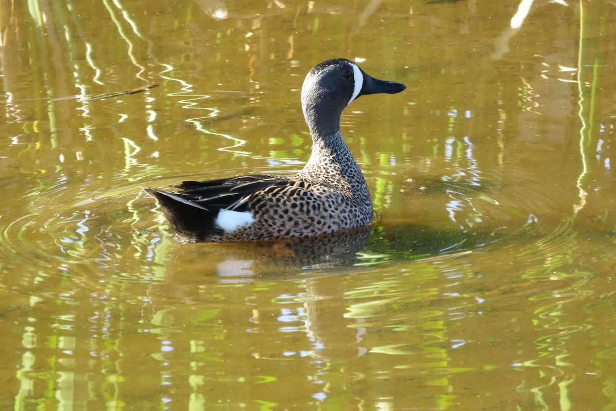 Blue-winged Teal - ML620060467