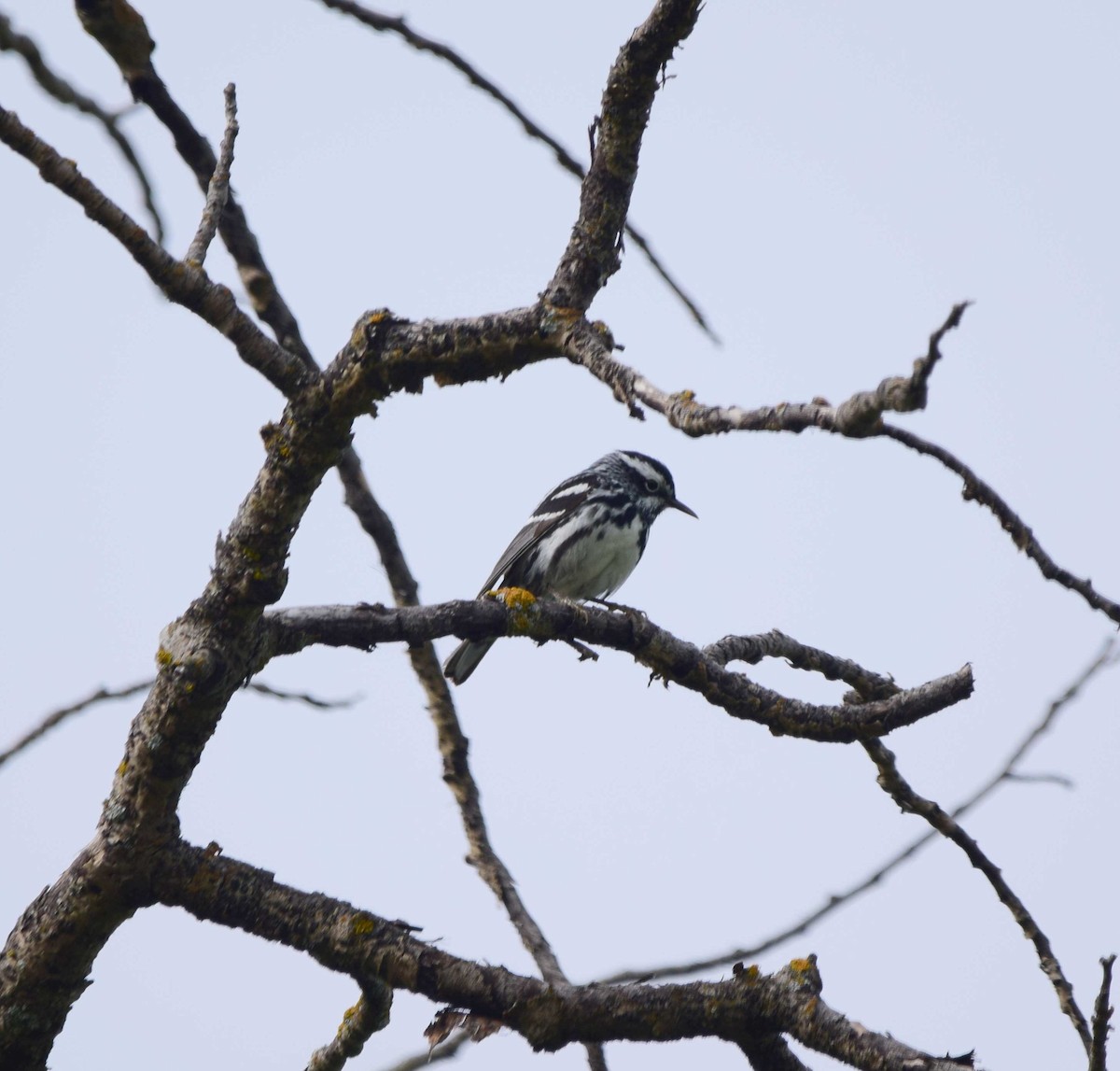 Black-and-white Warbler - ML620060477