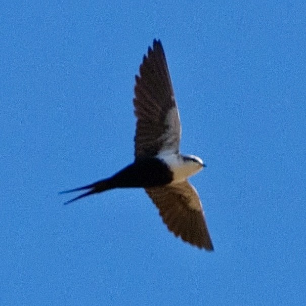 White-backed Swallow - ML620060486