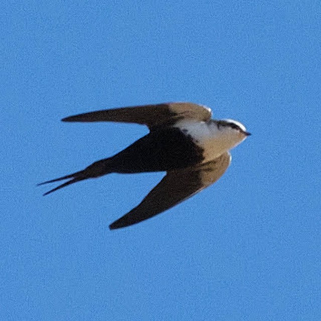 White-backed Swallow - ML620060487