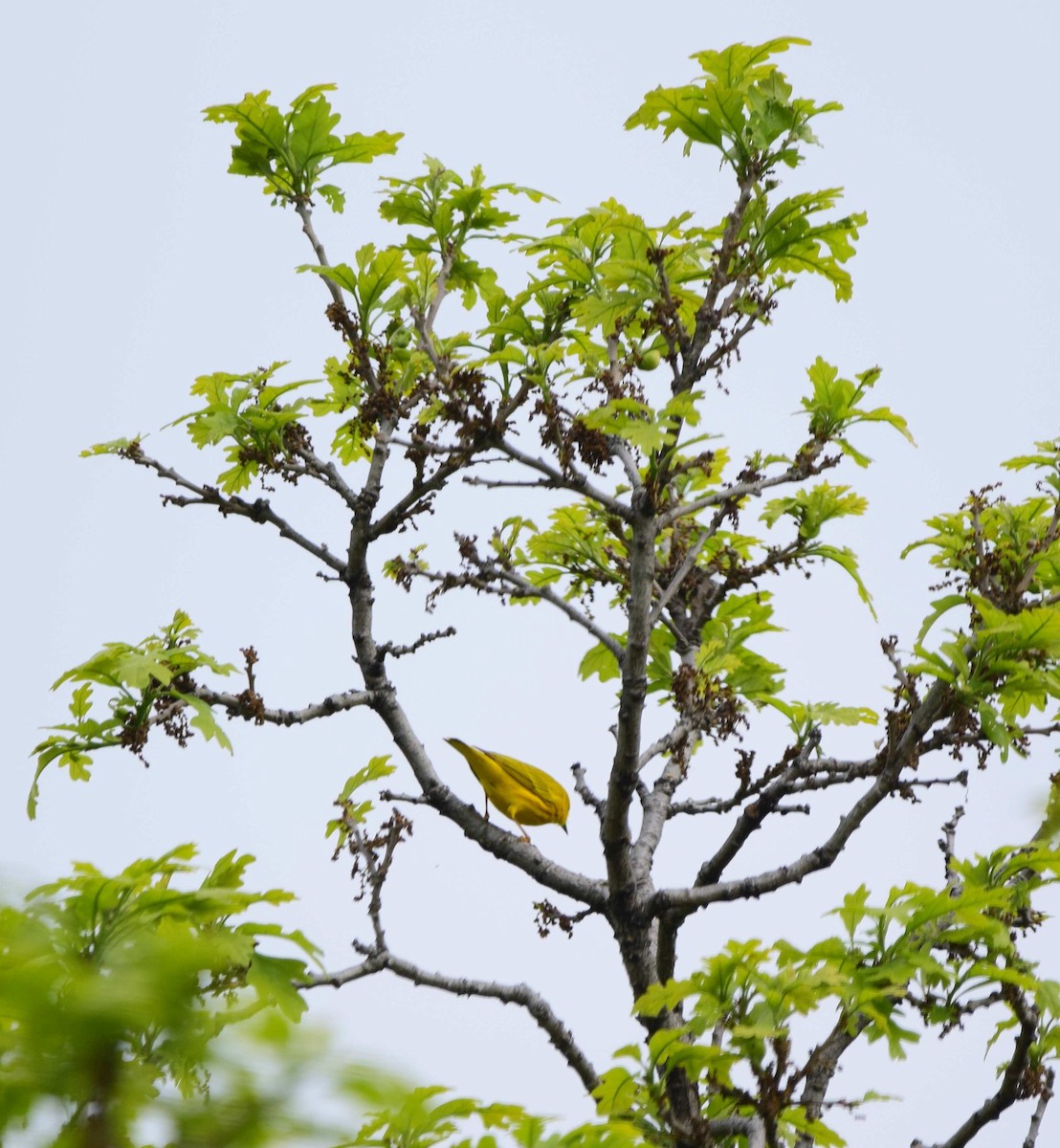 Yellow Warbler - ML620060498