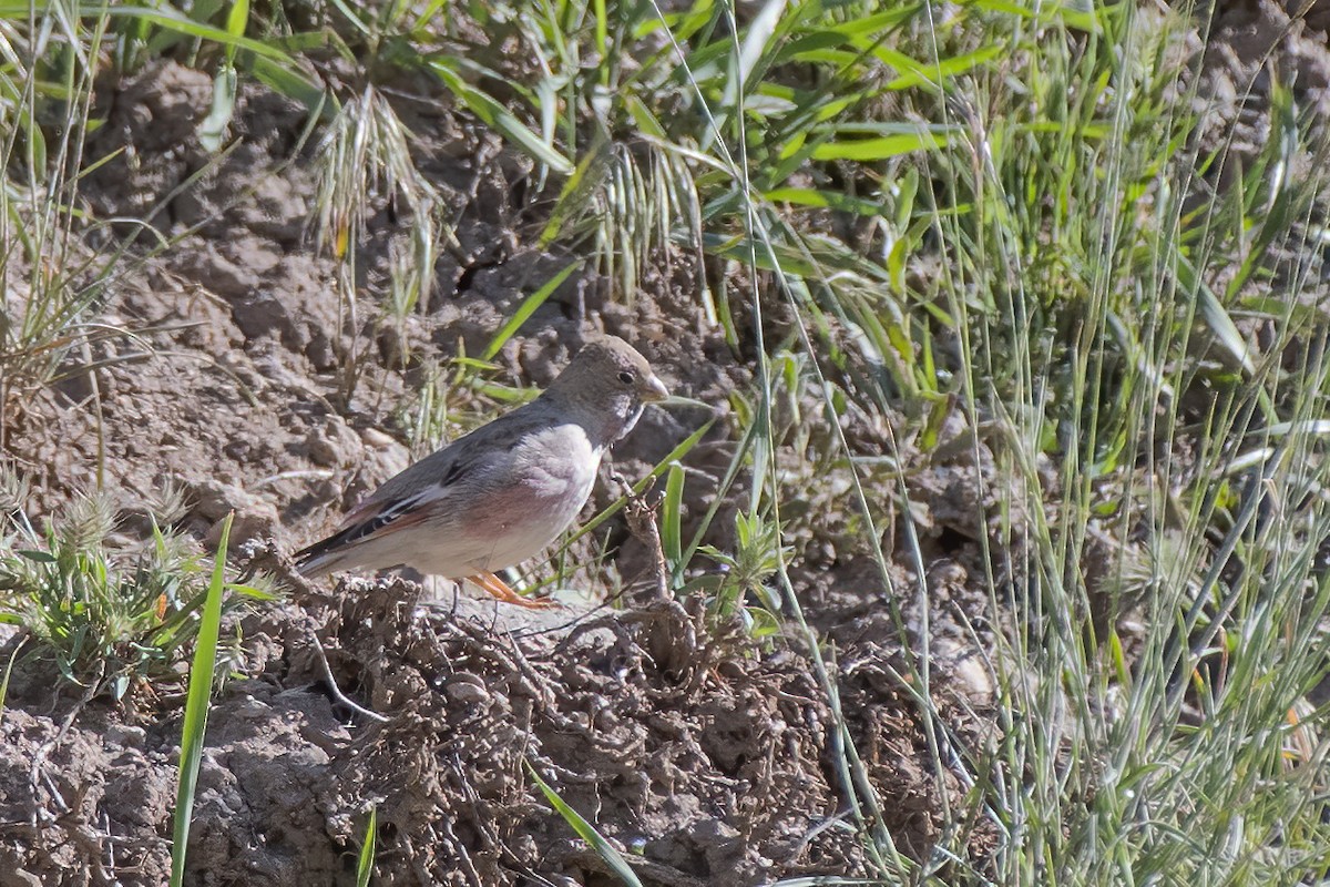 Mongolian Finch - ML620060522