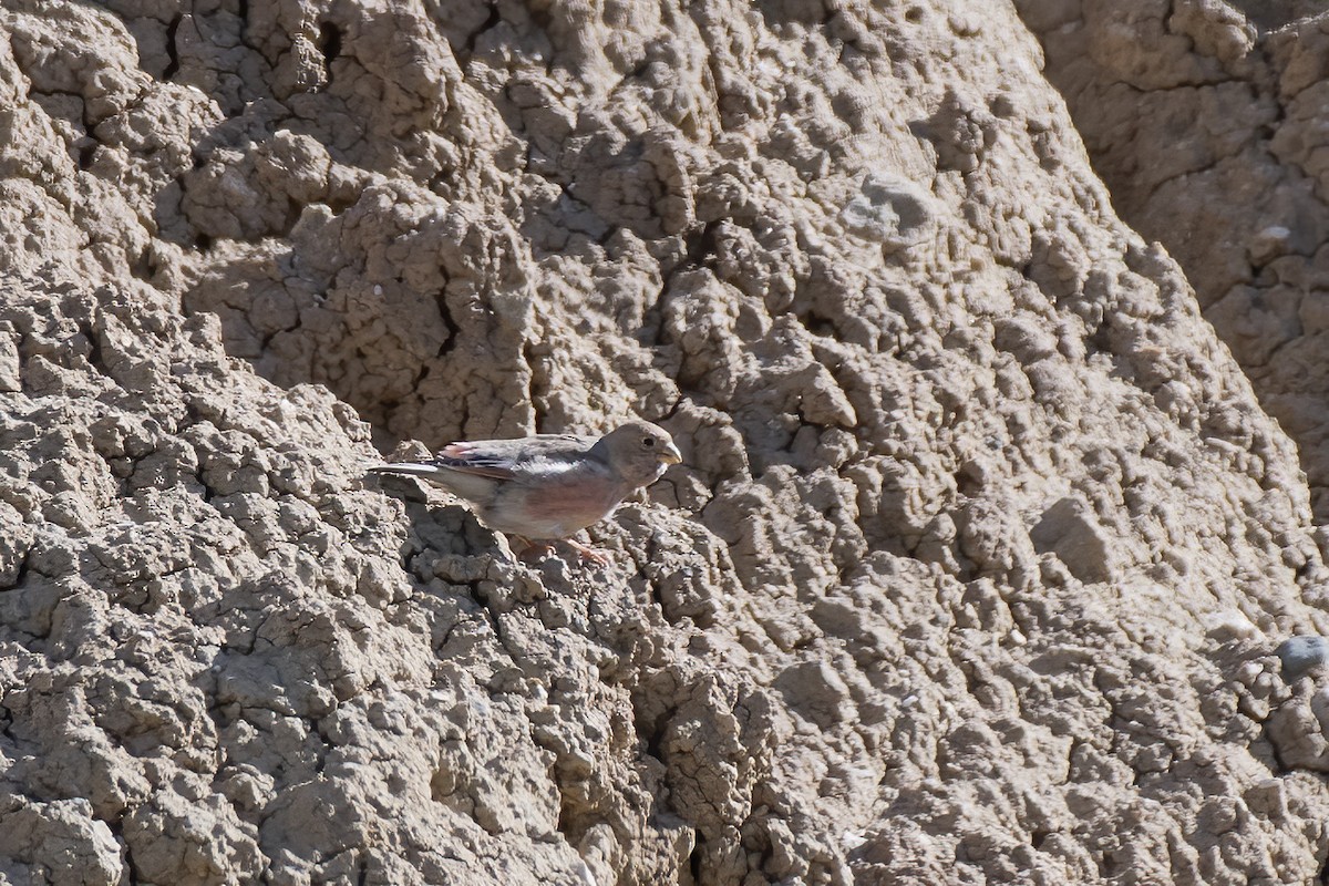 Mongolian Finch - ML620060523