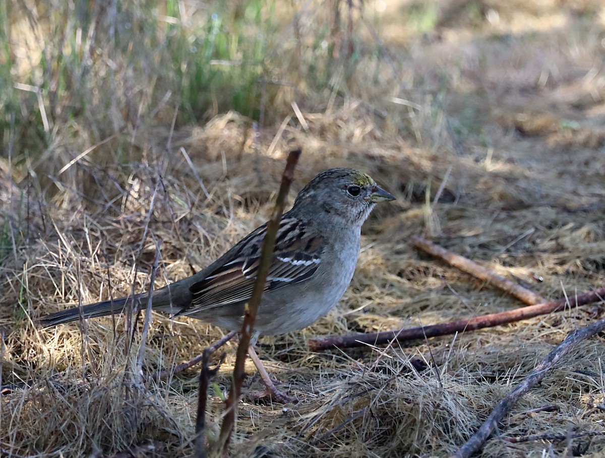 Golden-crowned Sparrow - ML620060546