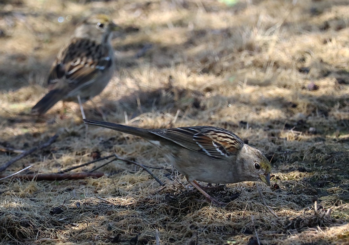 Golden-crowned Sparrow - ML620060547