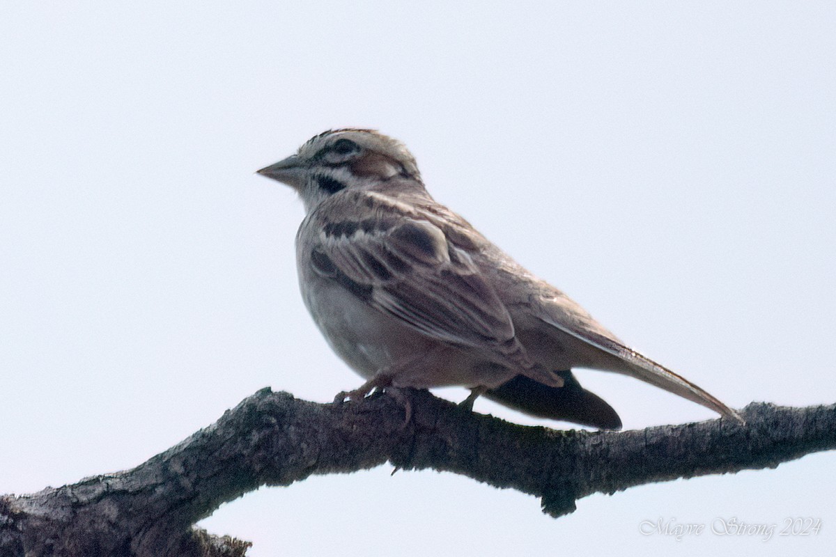 Lark Sparrow - ML620060552