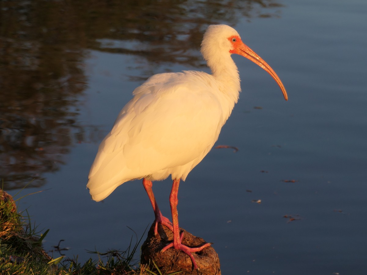 Ibis blanc - ML620060554