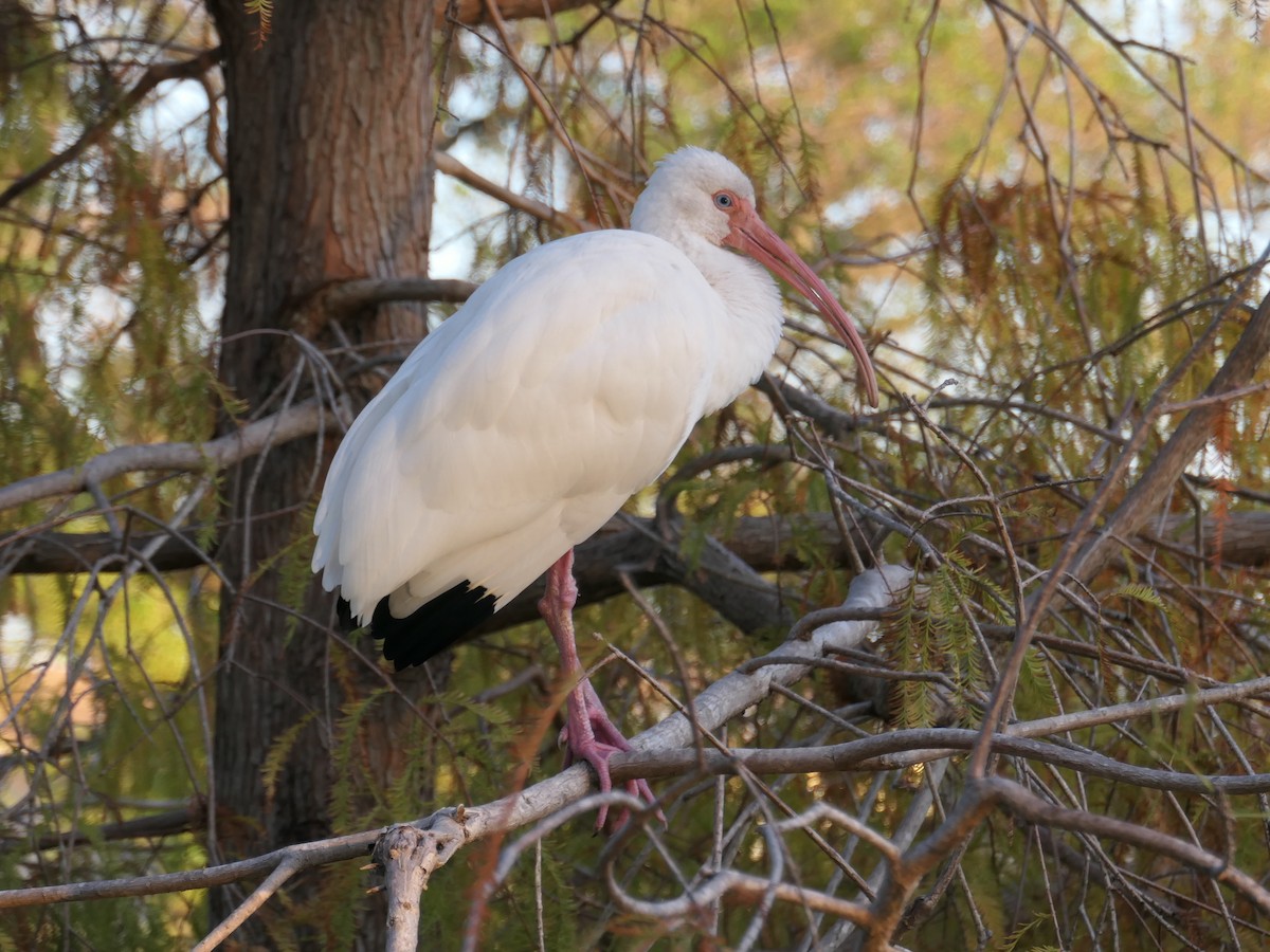 Ibis blanc - ML620060555