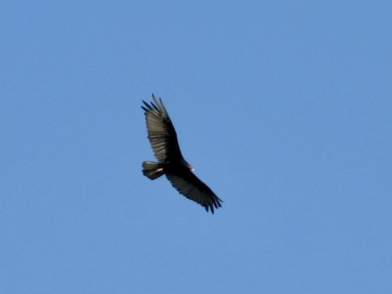 Turkey Vulture - ML620060567