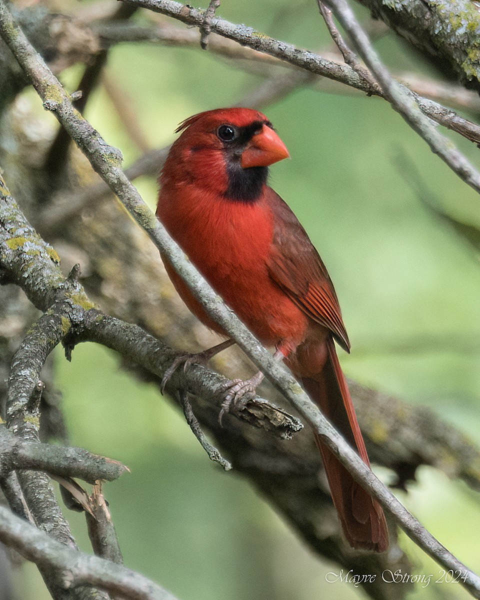 Cardinal rouge - ML620060568