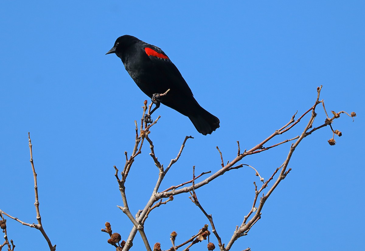 Red-winged Blackbird - ML620060569