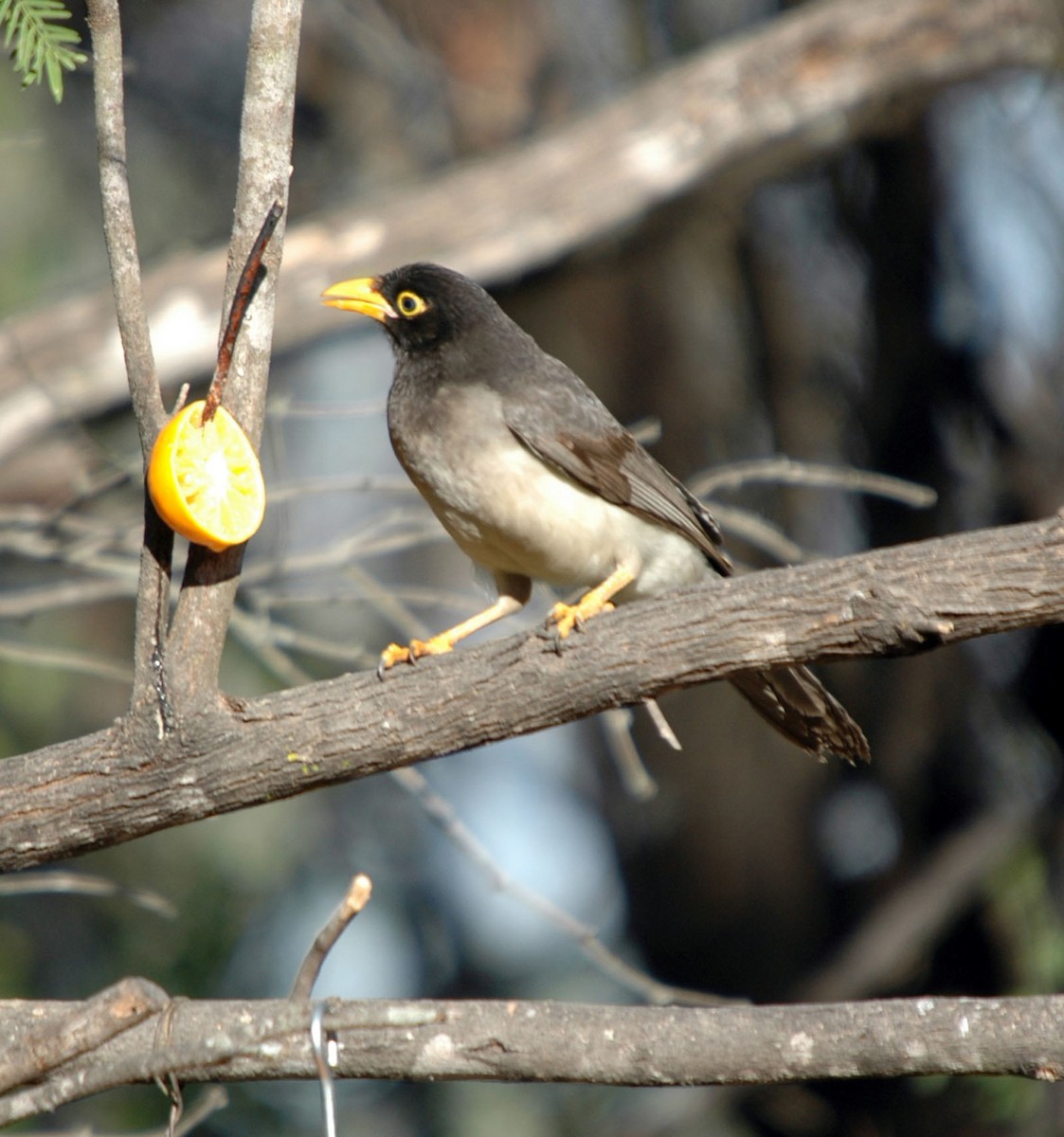 Brown Jay - ML620060572