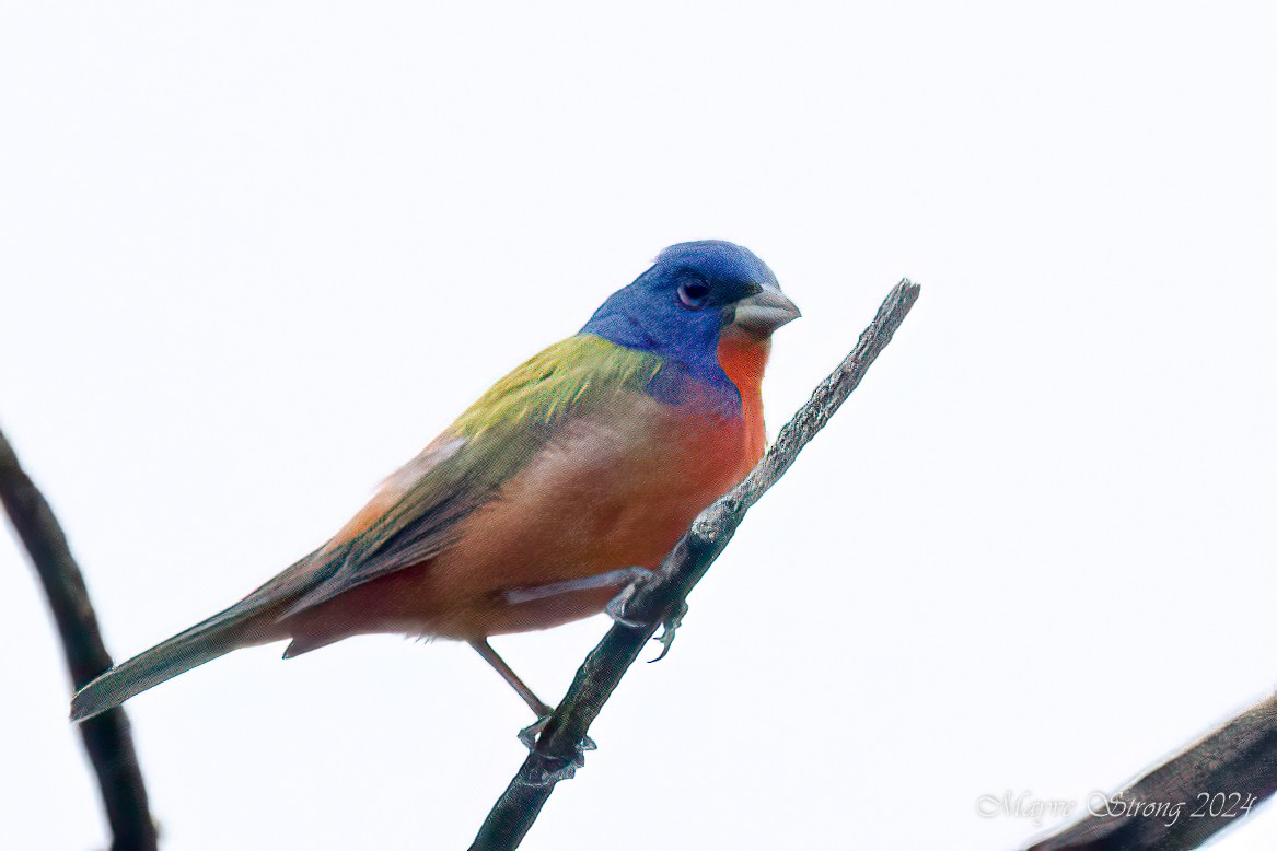 Painted Bunting - ML620060609