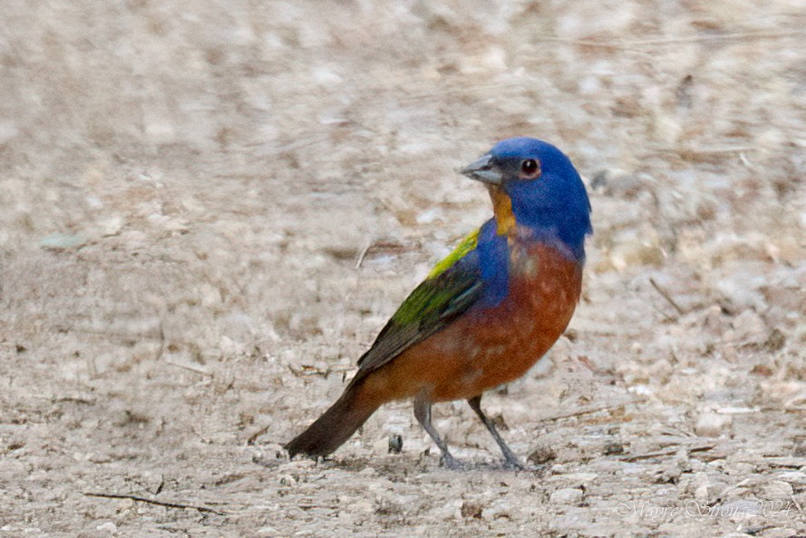 Painted Bunting - ML620060611