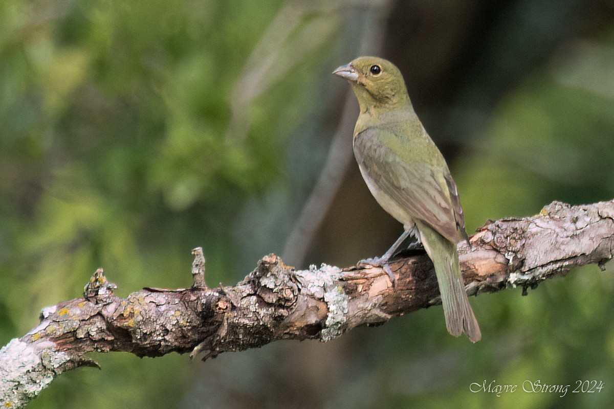 Painted Bunting - ML620060612