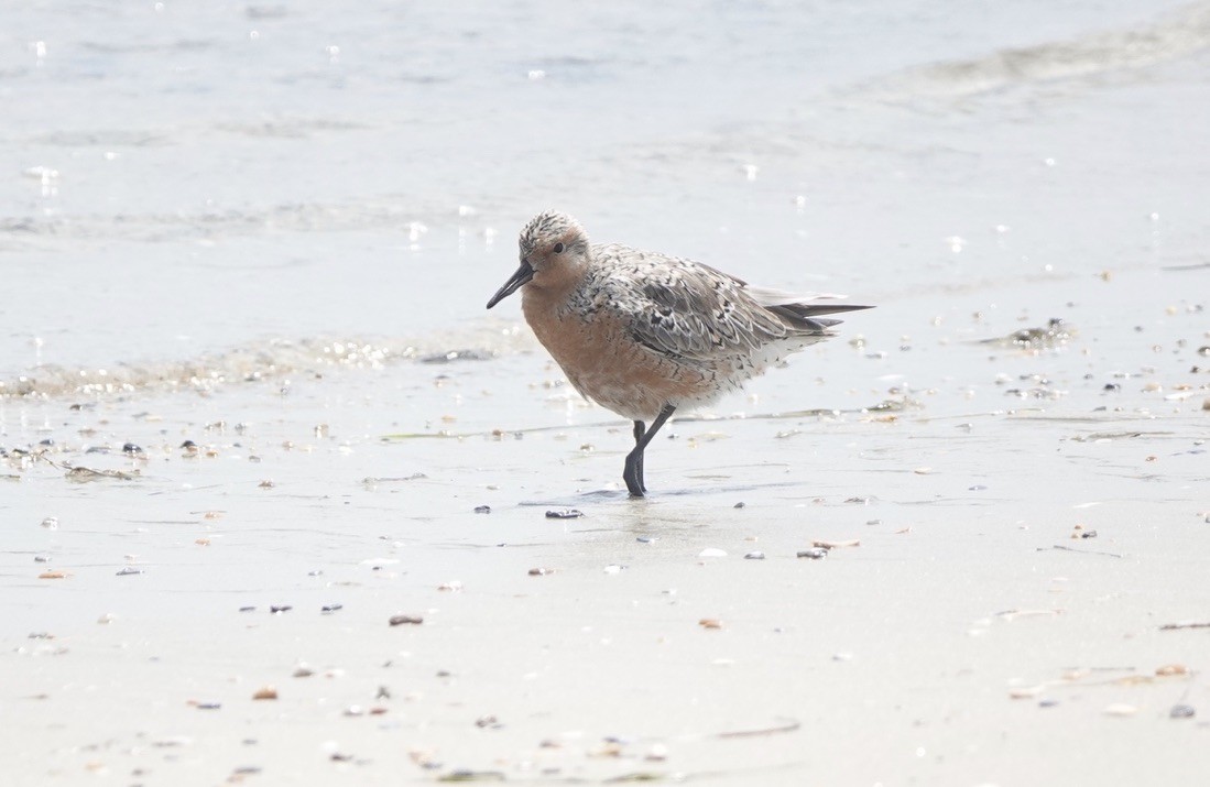 Red Knot - ML620060620