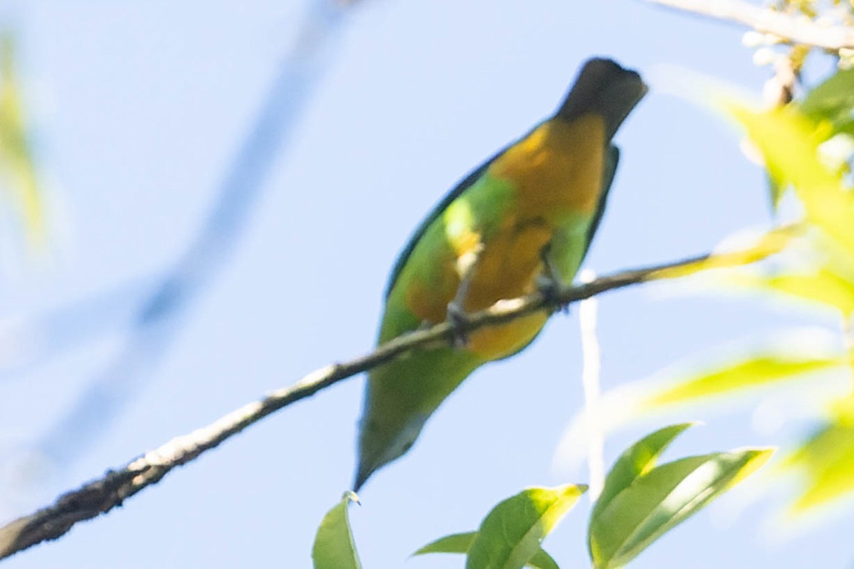 Orange-bellied Leafbird - ML620060621