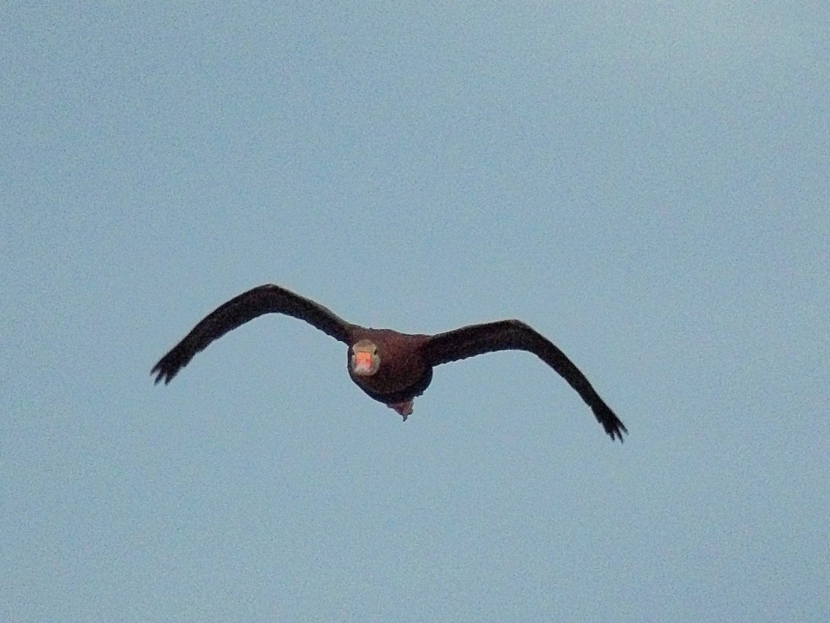 Black-bellied Whistling-Duck - ML620060630