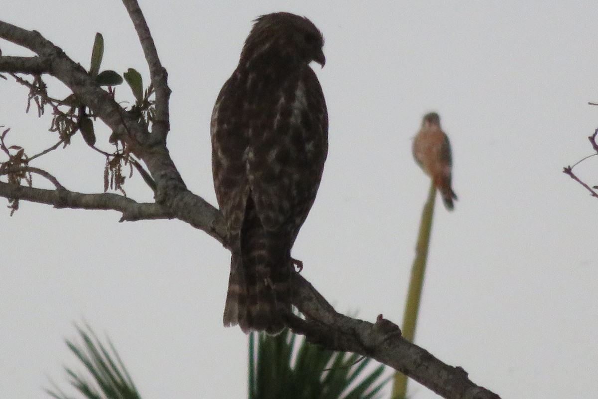 American Kestrel - ML620060637