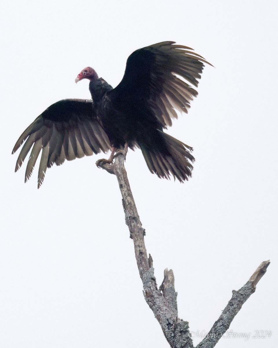 Turkey Vulture - ML620060645