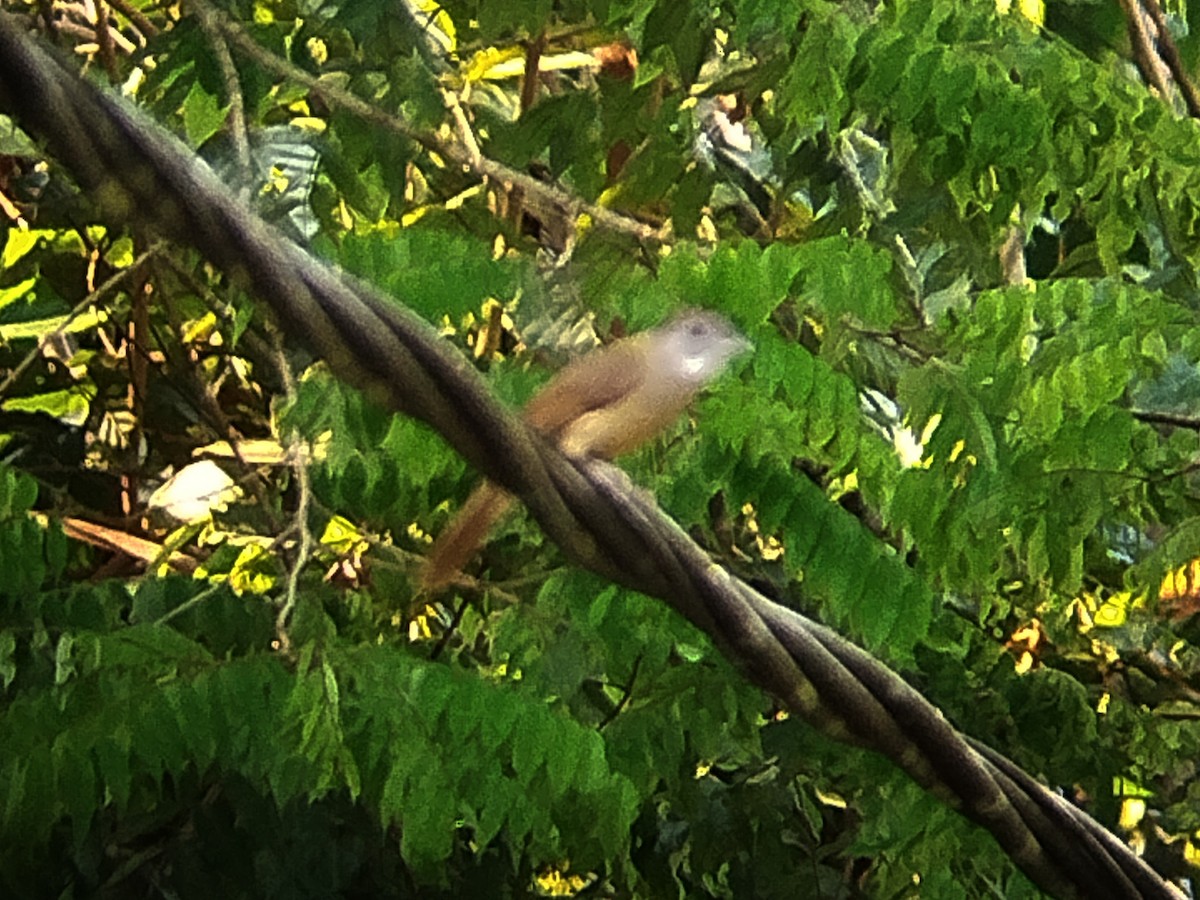 Gray-cheeked Bulbul - ML620060649