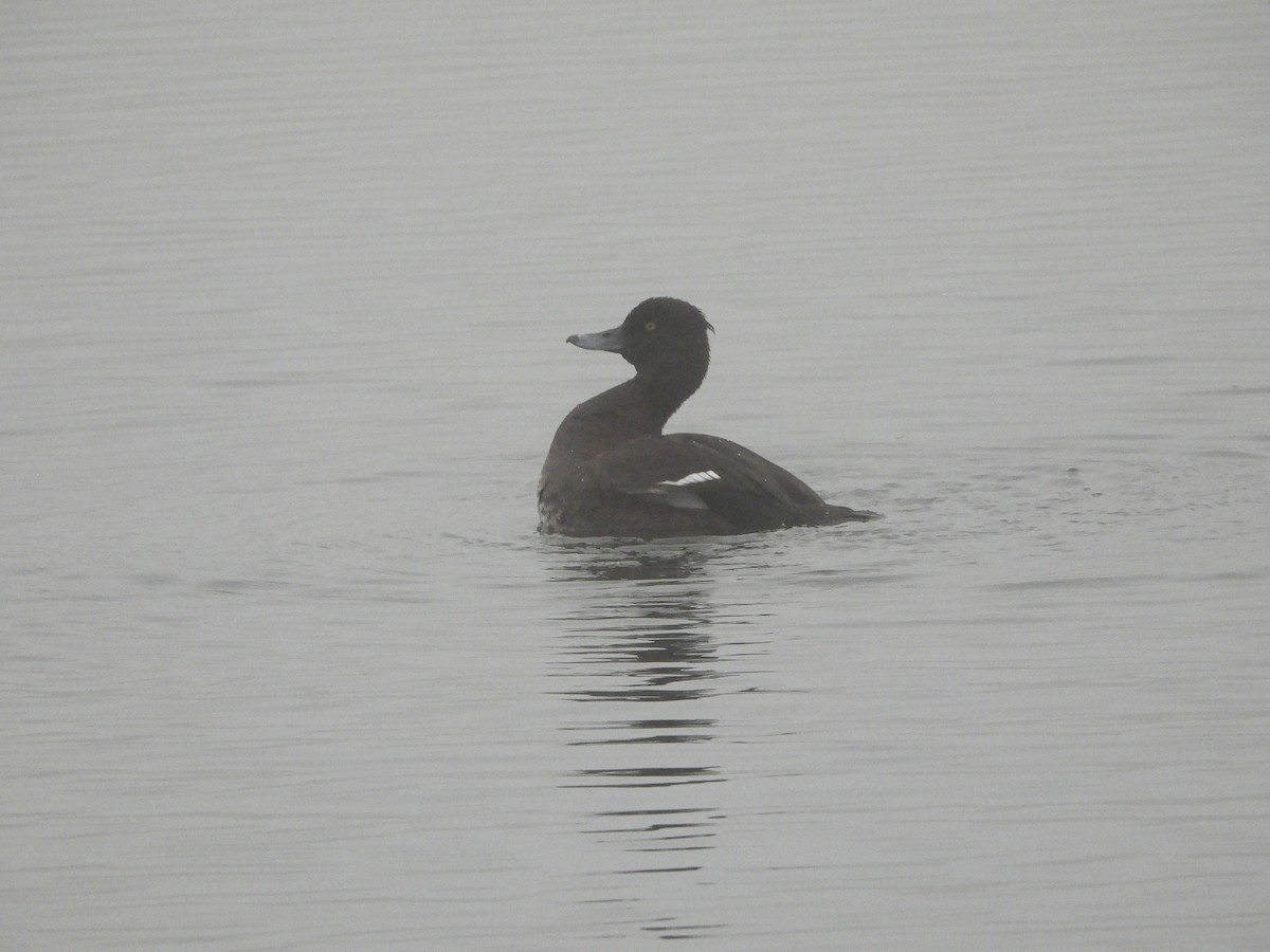 Tufted Duck - ML620060663