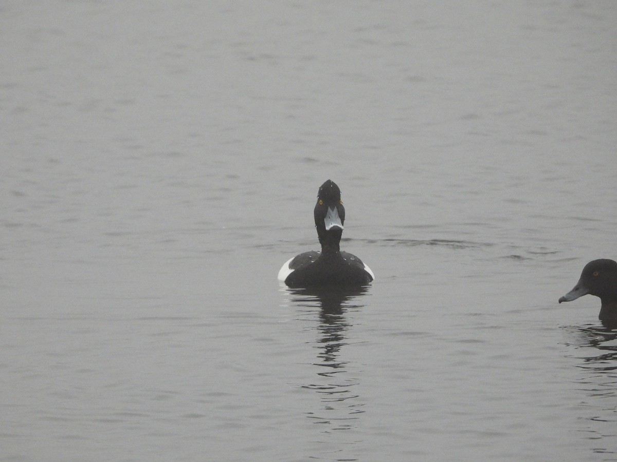 Tufted Duck - ML620060665