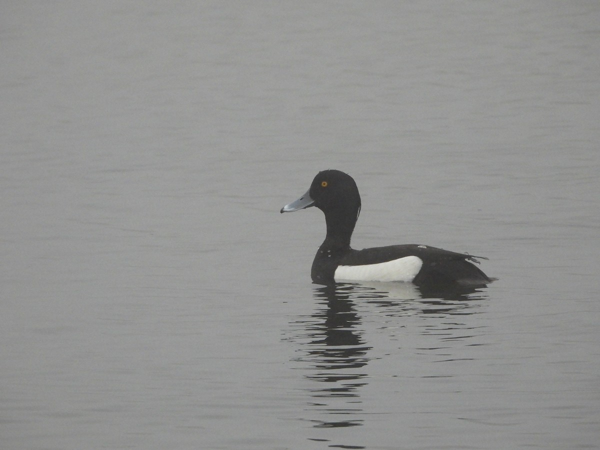 Tufted Duck - ML620060666