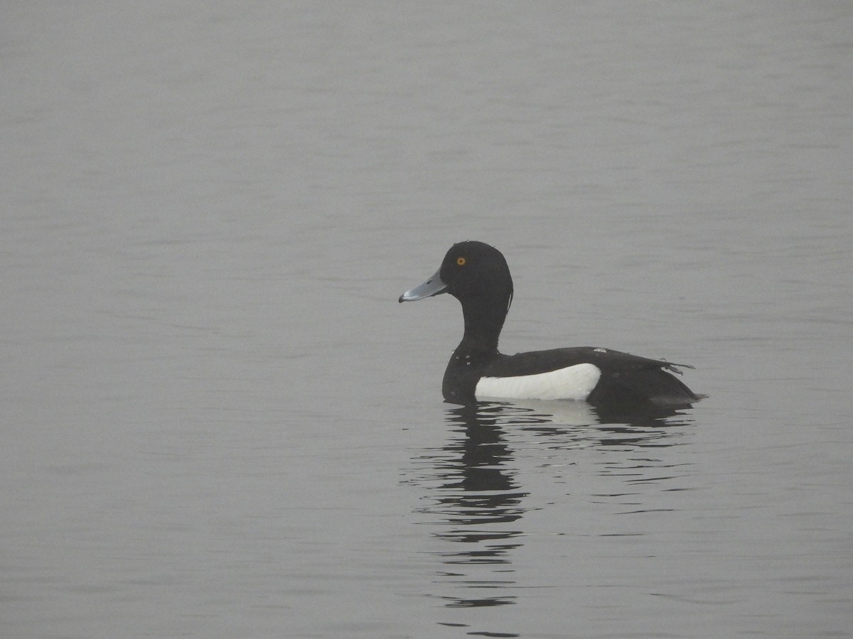 鳳頭潛鴨 - ML620060666