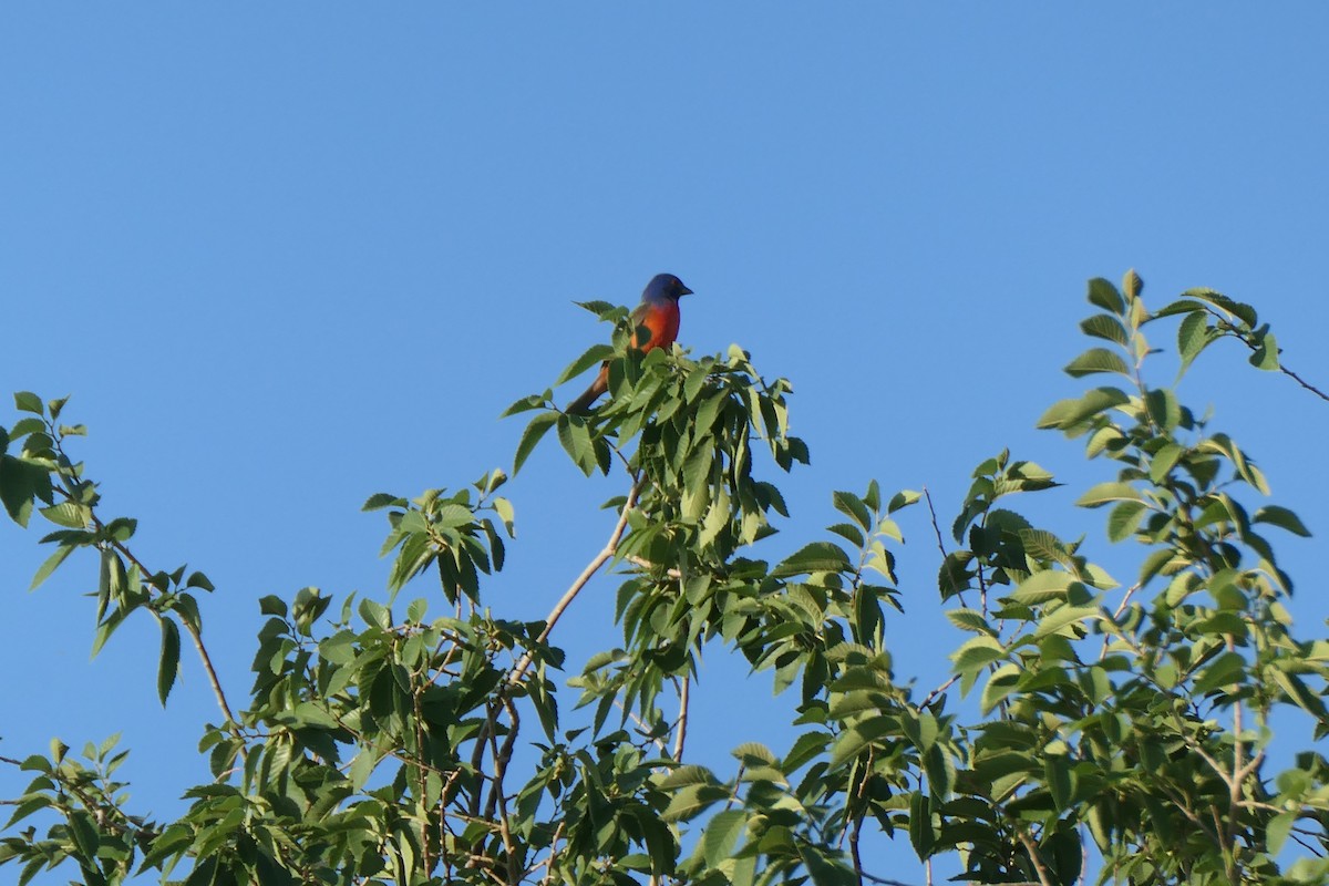 Painted Bunting - ML620060679